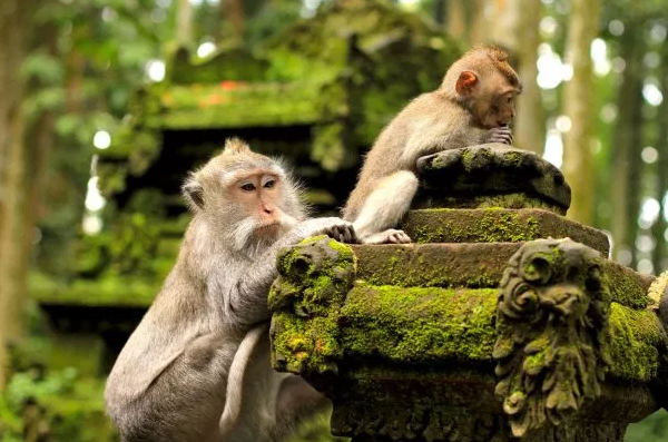 Pesona Dan Keseruan Hutan Monyet Ubud Bali
