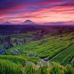 Objek Wisata Jatiluwih Pemandangan Sawah Terasering Di Tabanan Bali