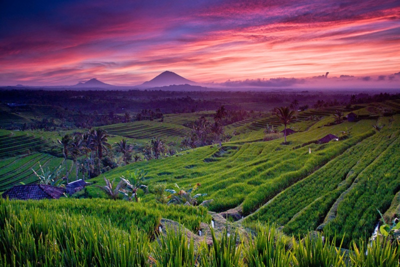 Objek Wisata Jatiluwih Pemandangan Sawah Terasering Di Tabanan Bali