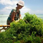KKP Fokus Pada Budidaya Rumput Laut untuk Tingkatkan Sektor Perikanan, Ini Penjelasannya!